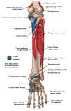 Anatomie: heup,bovenbeen,knie,onderbeen,enkel,voet,acetabulum,collum femoris,trachanter,femur,epicondyl,meniscus,kruisband,cruciate ligament,patella,knieschijf,tibia,fibula,malleolus,talus,calcaneus,tarsus,metatarsus,phalanx,falanx,quadriceps femoris,rectus femoris,sartorius,tensor fasciae latae,tractus iliotibialis,biceps femoris,gastrocnemius,semimembranosus,semitendinosus,soleus,suralis,vena saphena parva,vena saphena magna,sciatic,ischiadicus,peronea